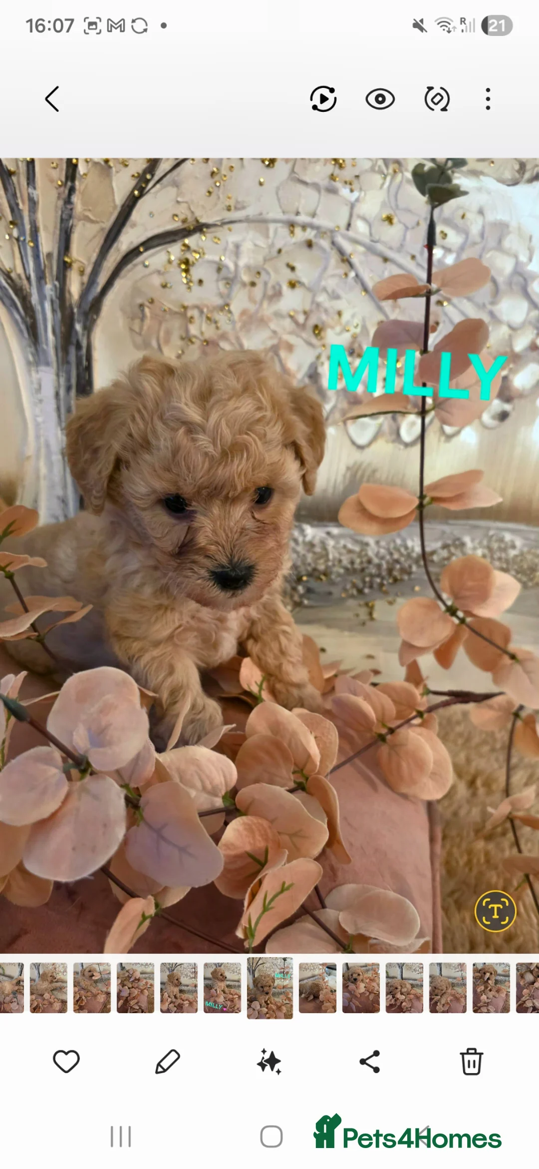 Mixed Breed dogs for sale: Maltipoo puppies  - Advert 25