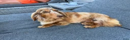 Miniature Dachshund dogs for sale: Mini long haired dachshund  in Maidstone - Advert 5