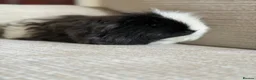 Guinea Pig rodents for sale: Guinea Pig Boys - Advert 2