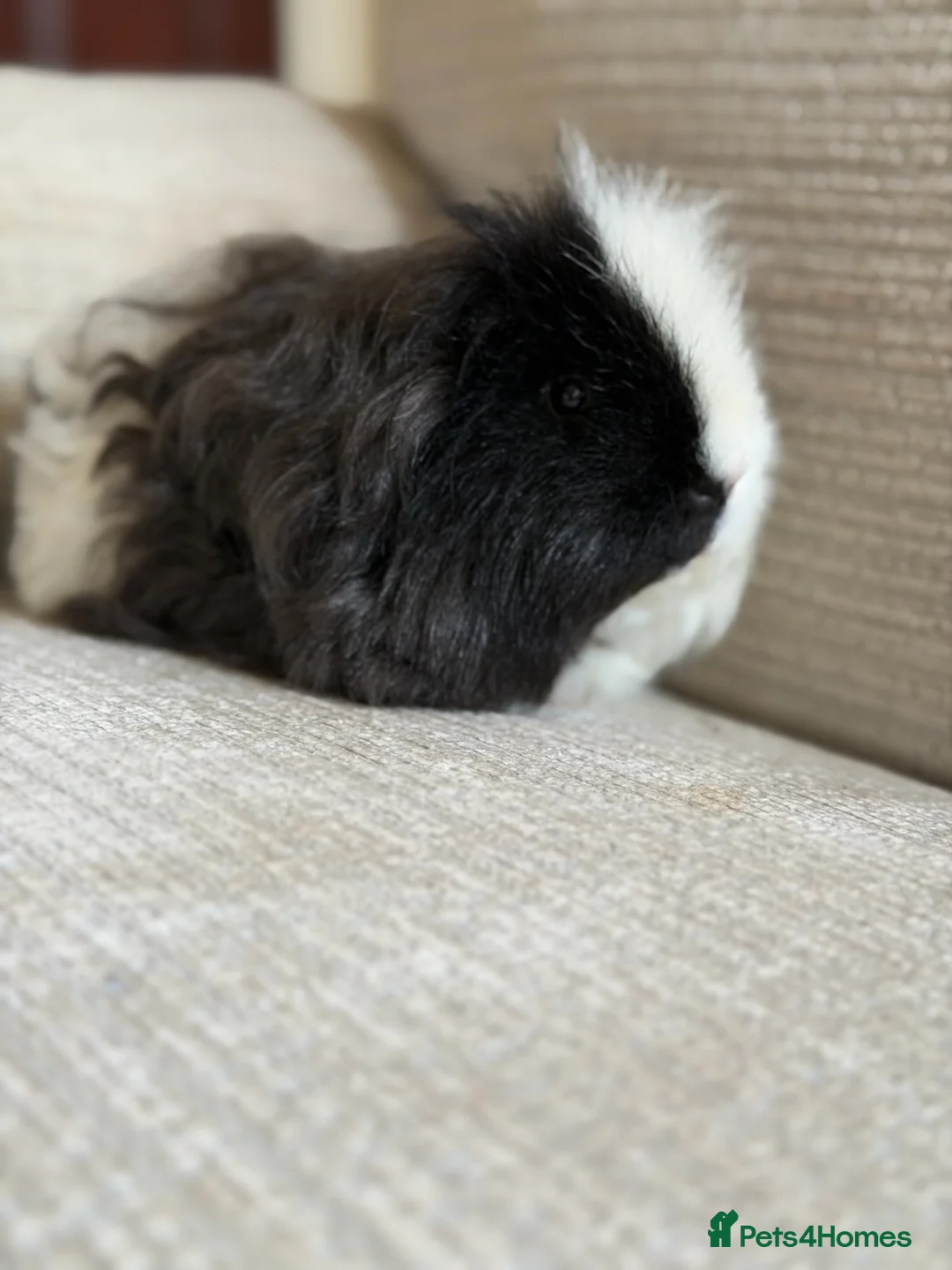 Guinea Pig rodents for sale: Guinea Pig Boys - Advert 2