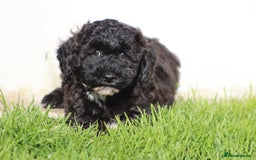 Poochon dogs for sale: F1 Poochon puppies For Sale  - Image 20