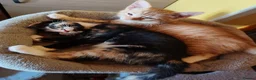 British Shorthair cats for sale: Gorgeous Ginger and Calico kittens  in St Albans - Advert 6