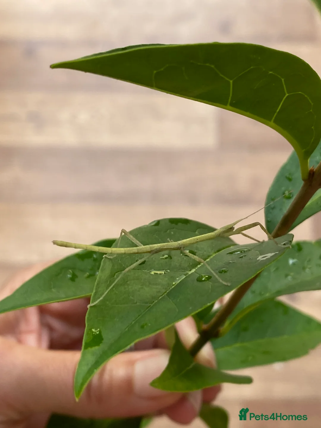 Stick Insects invertebrates for sale: Juvenile Indian Stick Insects - Advert 4
