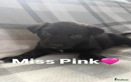 Mixed Breed dogs for sale: 10 RARE hybrid huskypoo’s!!! - Image 19