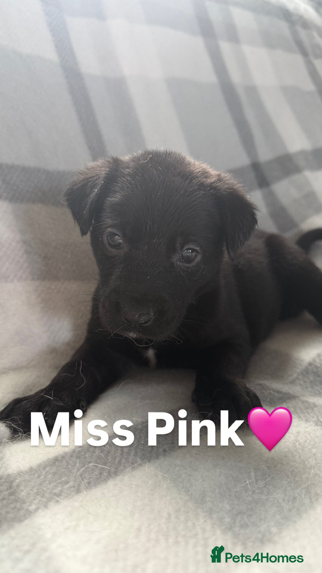 Mixed Breed dogs for sale: 10 RARE hybrid huskypoo’s!!! - Image 19