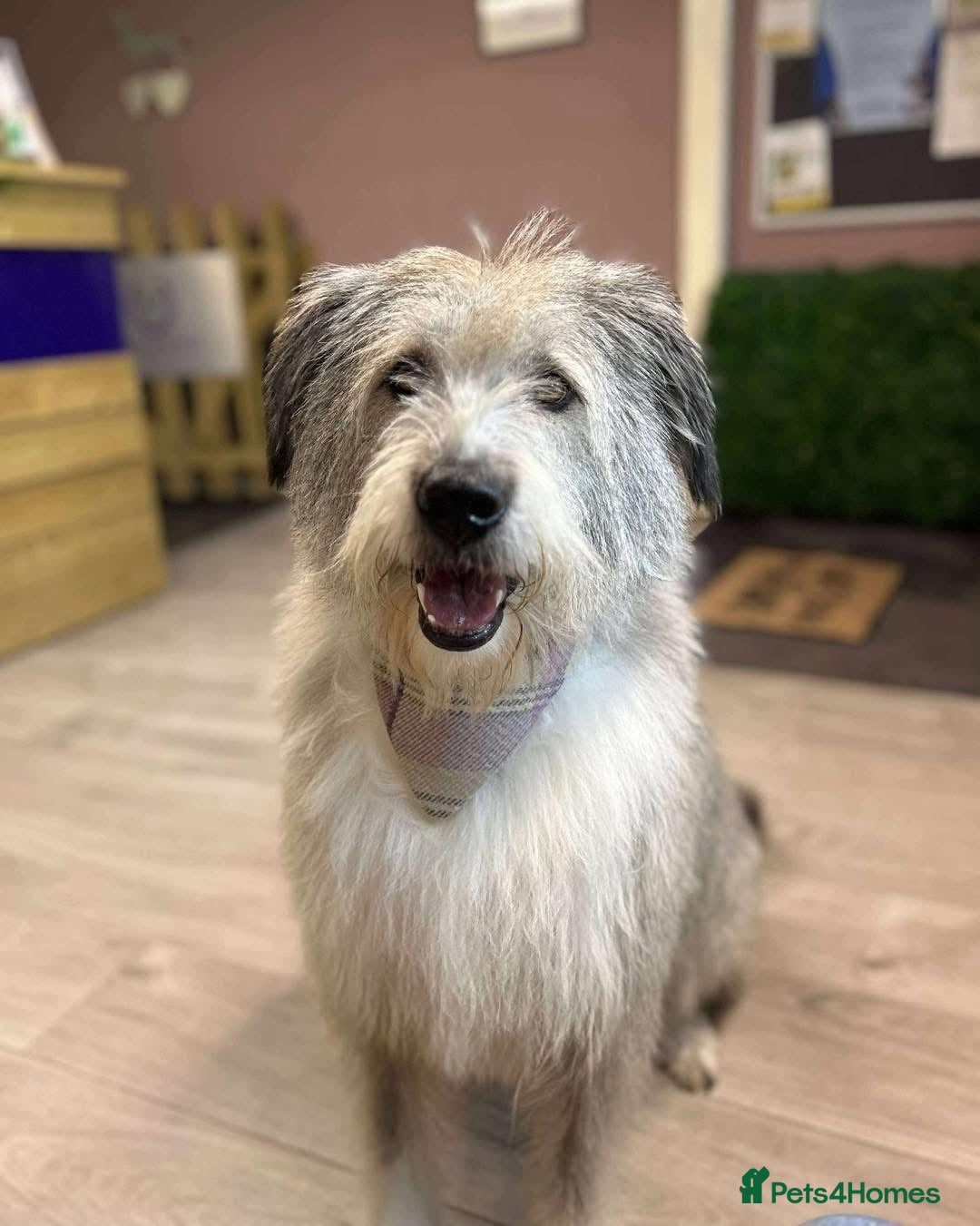 Mixed Breed dogs for adoption: 🧡 Amira - our sweet shepherd 🧡  - Advert 1