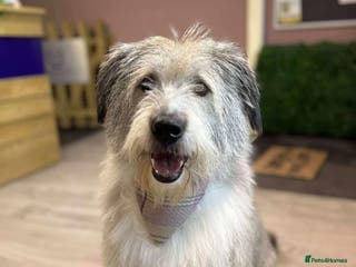 Mixed Breed dogs 🧡 Amira - our sweet shepherd 🧡 - Advert 13