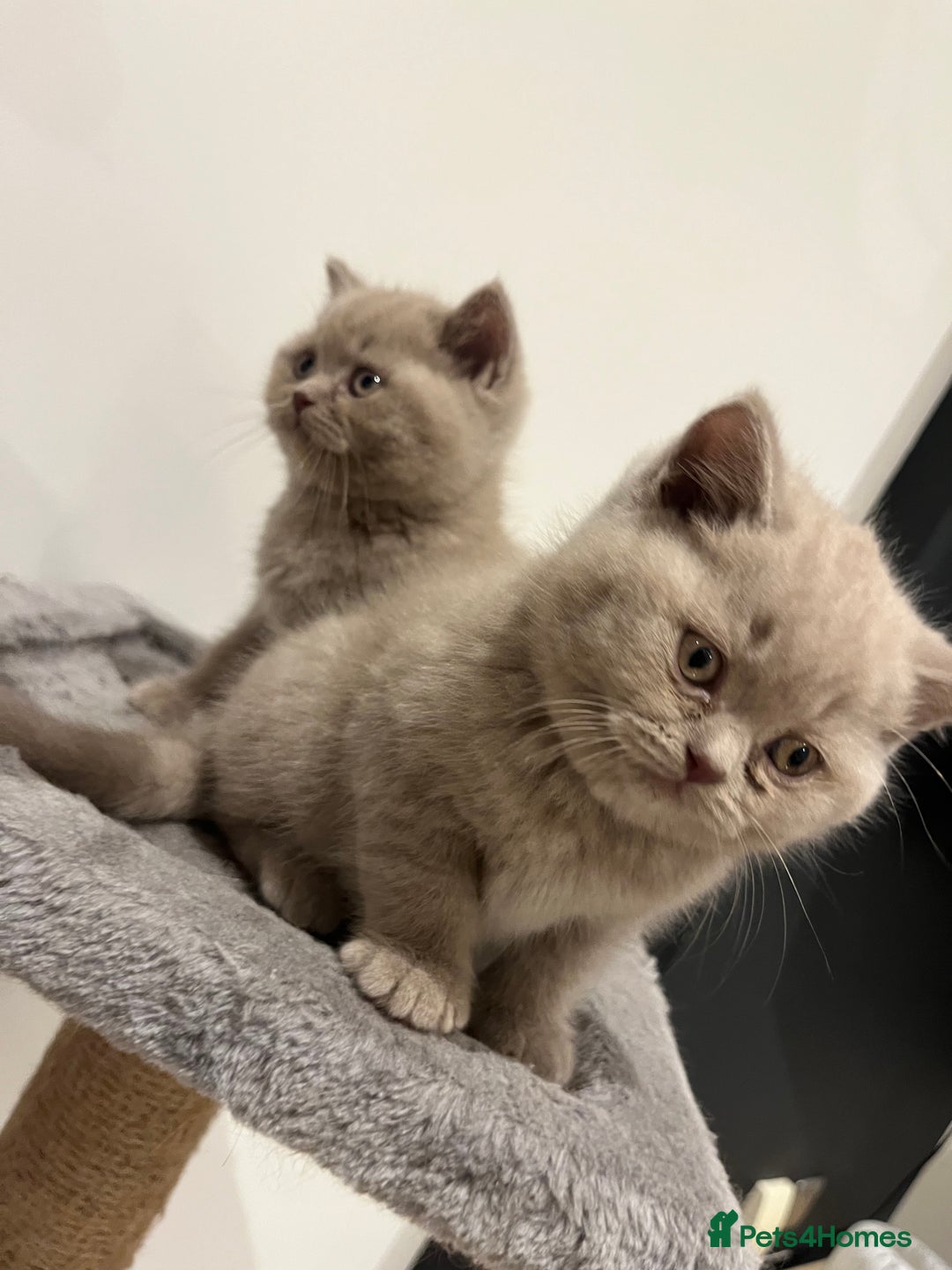 British Shorthair cats for sale: Pedigree British Shorthair Kittens Golden & Lilac - Advert 13