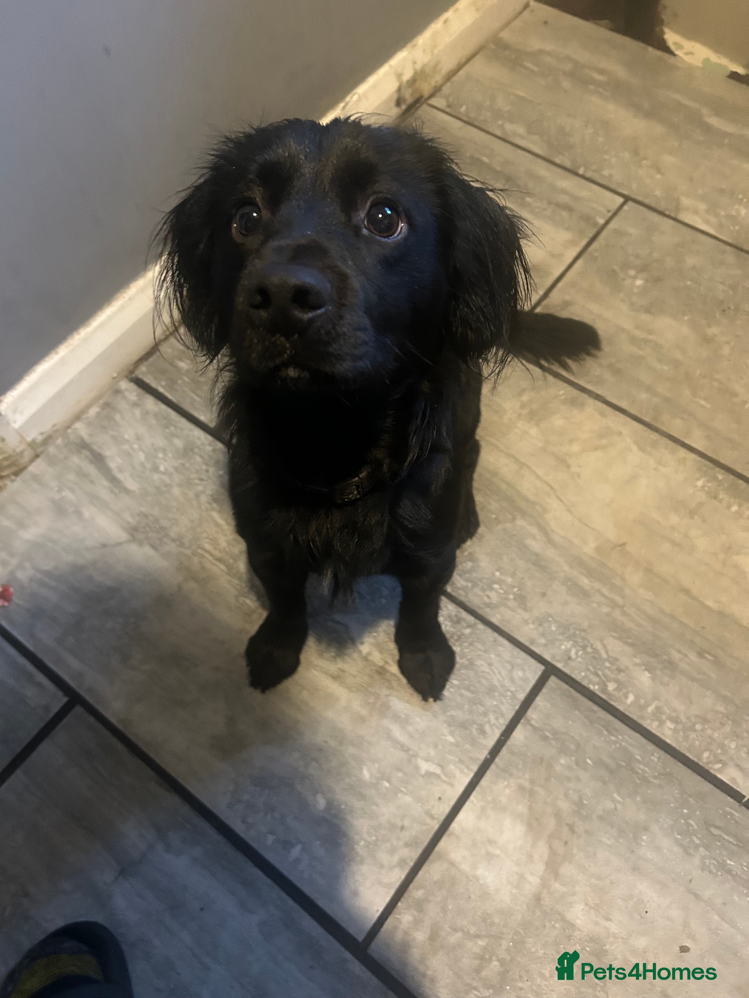 Cocker Spaniel dogs sprocker spaniel boy  - Advert 1