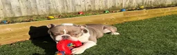 English Bulldog dogs for sale: Beautiful bulldog in Melksham - Advert 2