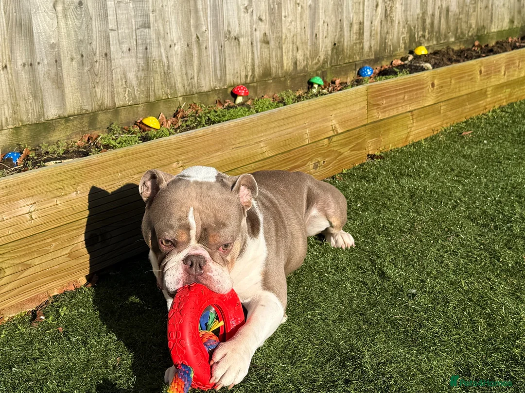 English Bulldog dogs for sale: Beautiful bulldog in Melksham - Advert 2