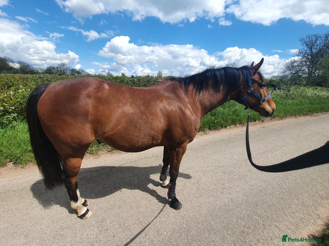 Other Breed horses for sale: 15.1 Welsh x thoroughbred  - Image 20