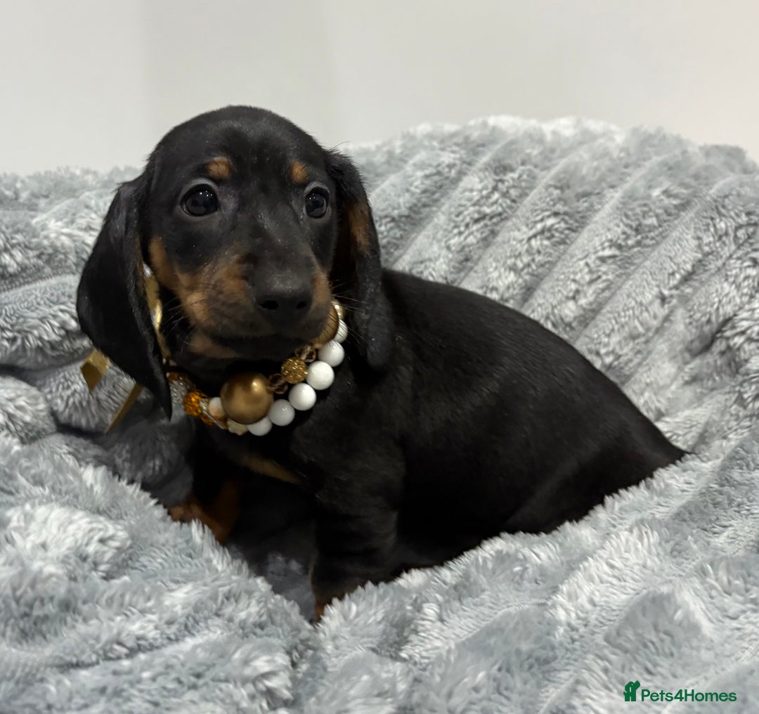 Miniature Dachshund dogs for sale: Gorgeous Miniature Dachshunds - Advert 7