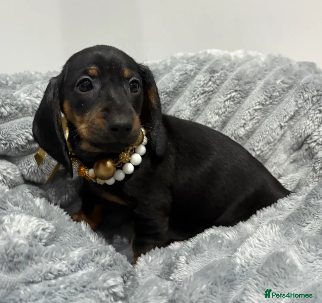 Miniature Dachshund dogs for sale: 💙One Boy ❤️One Girl Remaining Black & Tan  - Advert 9