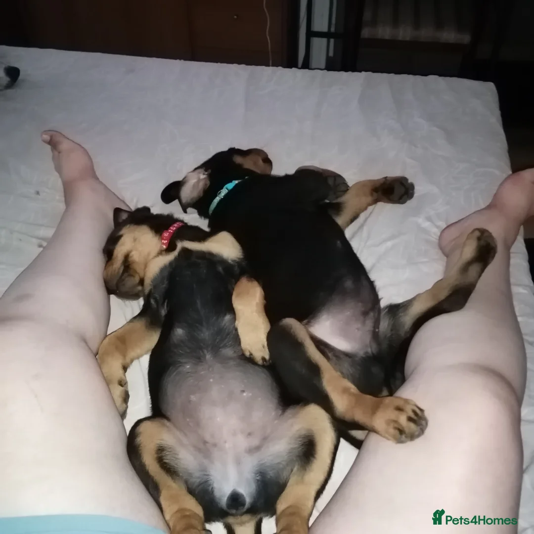 Rottweiler dogs for sale: Rottweiler male - Advert 9