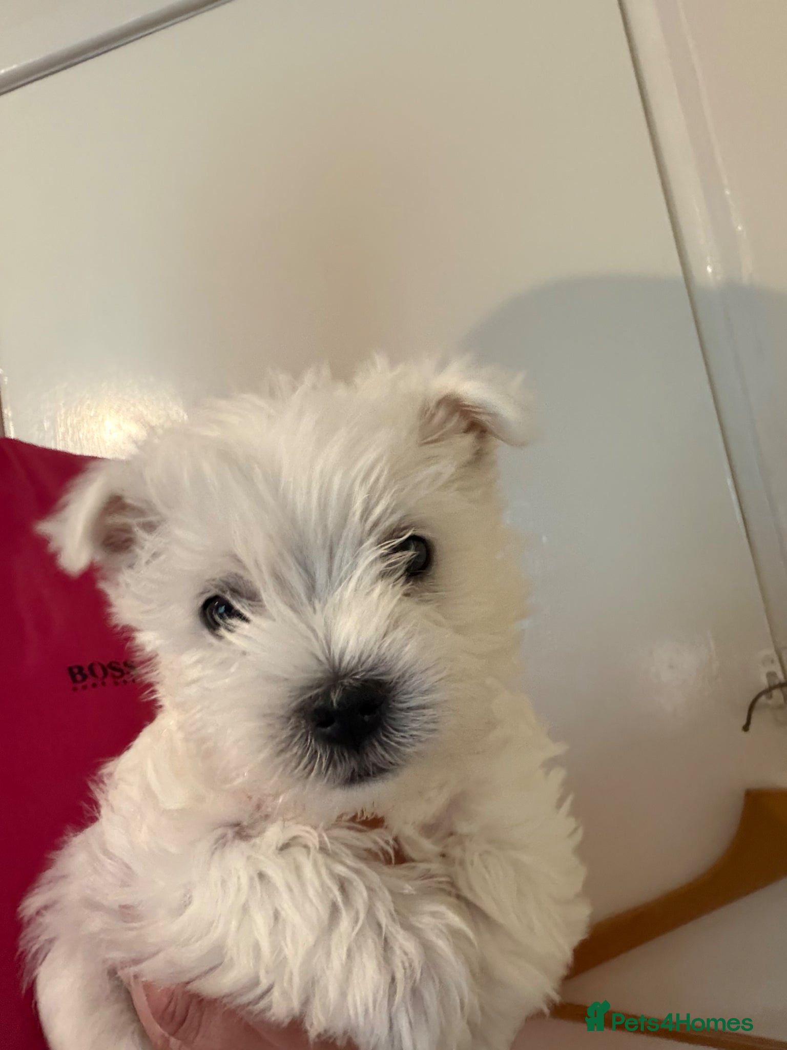 West Highland Terrier dogs for sale: Beautiful Westies - Advert 1