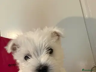 West Highland Terrier dogs Beautiful Westies - Advert 3