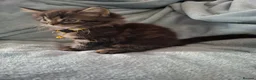 Mixed Breed cats for sale: 3x Beautiful maincoone cross kittens - Advert 22