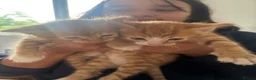 Domestic Shorthair cats for sale: Gorgeous kittens looking for their forever homes in Manchester - Advert 8