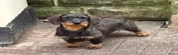 Dachshund dogs for sale: 11 month old Standard Wired Dachshund  - Advert 3