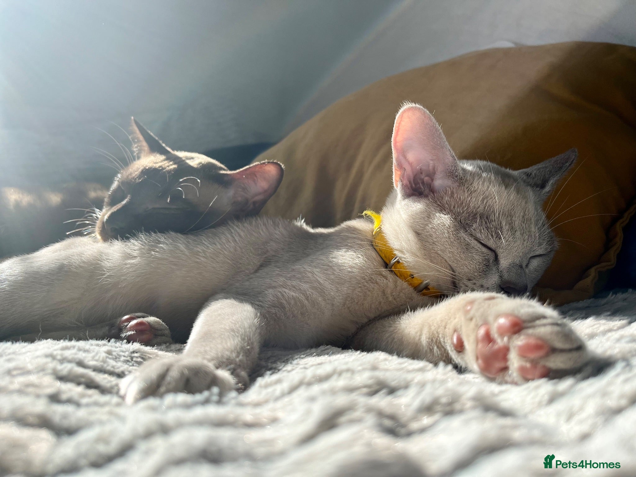 Burmese cats Chocolate and Lilac Burmese - rehomed together  - Advert 3