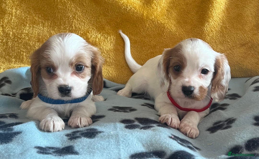 Cavapoo dogs for sale: Cavapoo x cavalier King Charles puppies  - Image 12