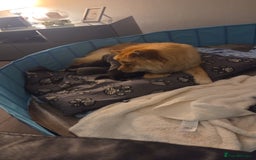 Chow Chow dogs for sale: Chow chow puppies - Advert 11