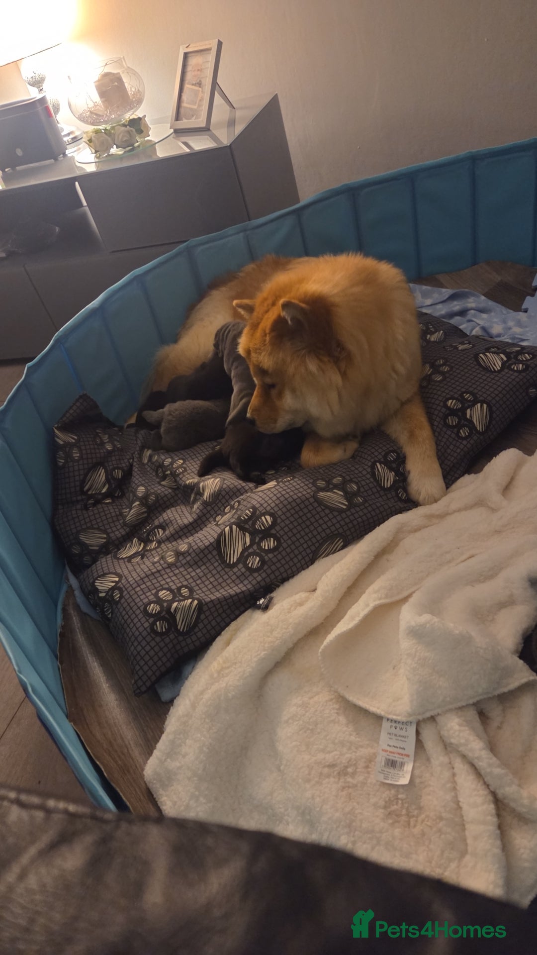 Chow Chow dogs for sale: Chow chow puppies - Advert 11