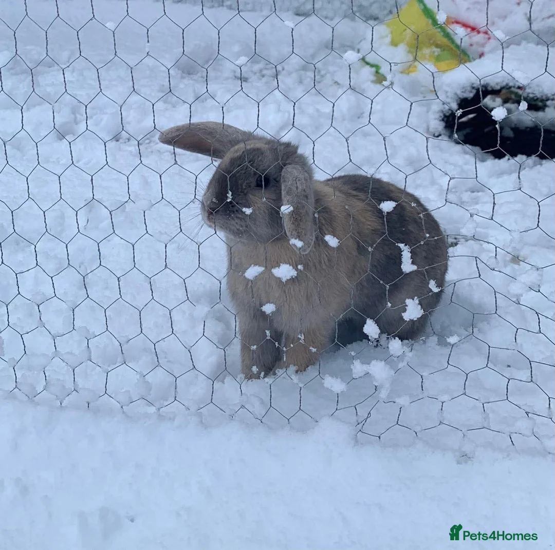 French Lop rabbits for sale: Female Rabbit  - Advert 1