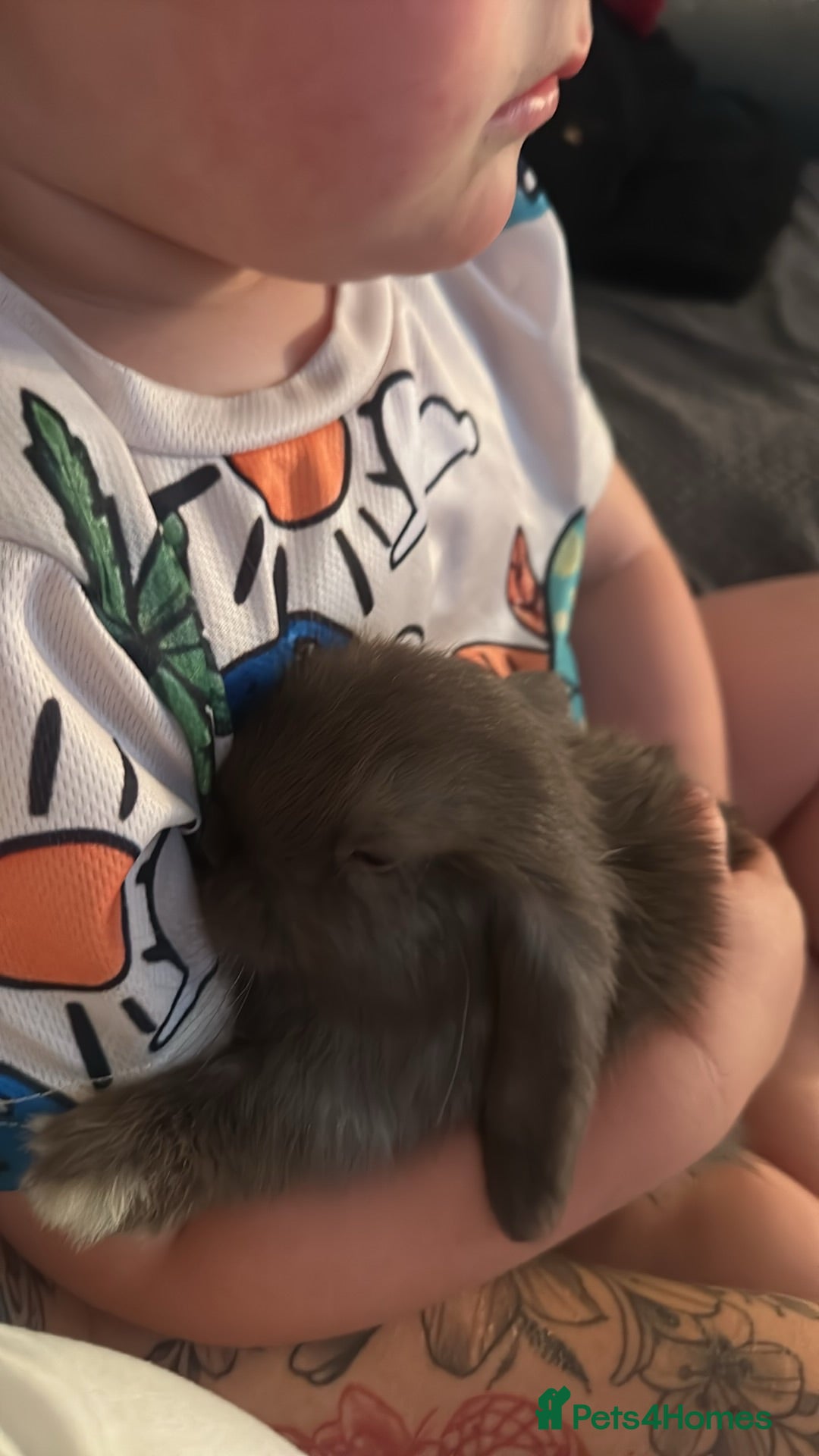 Dwarf Lop rabbits Rabbits  - Advert 1