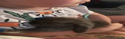 Dwarf Lop rabbits for sale: Rabbits  - Advert 1