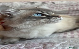 Ragdoll cats for sale: Rehoming this handsome Ragdoll male cross tabby - Image 2