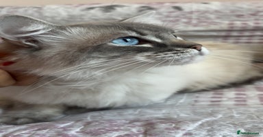 Ragdoll cats - Advert 5