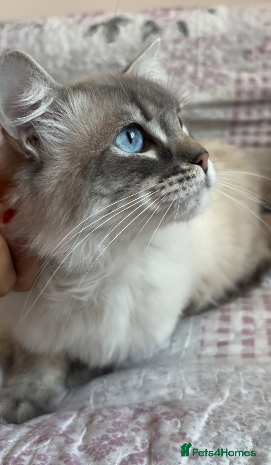 Ragdoll cats for sale: Rehoming this handsome Ragdoll male cross tabby - Image 2
