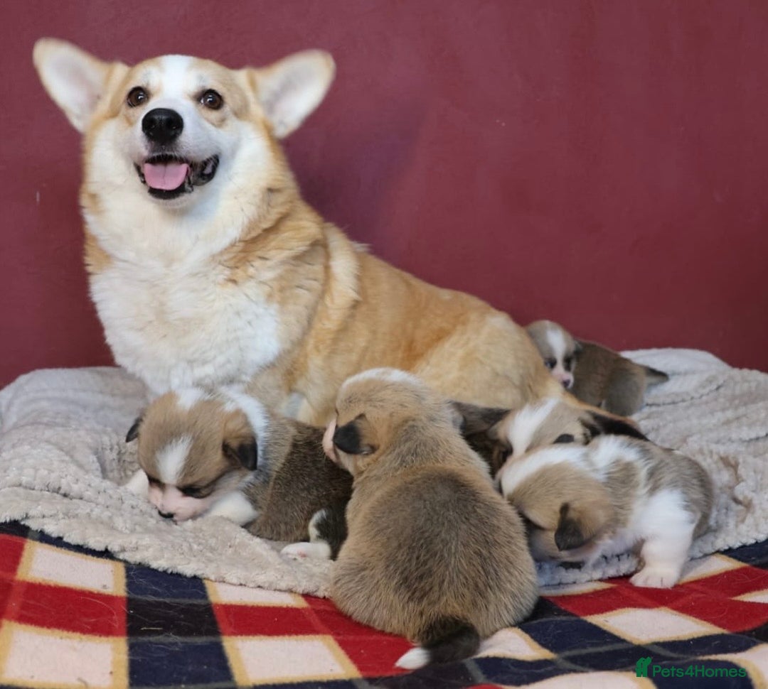 Welsh Corgi Pembroke dogs for sale: Show quality puppies - Image 6