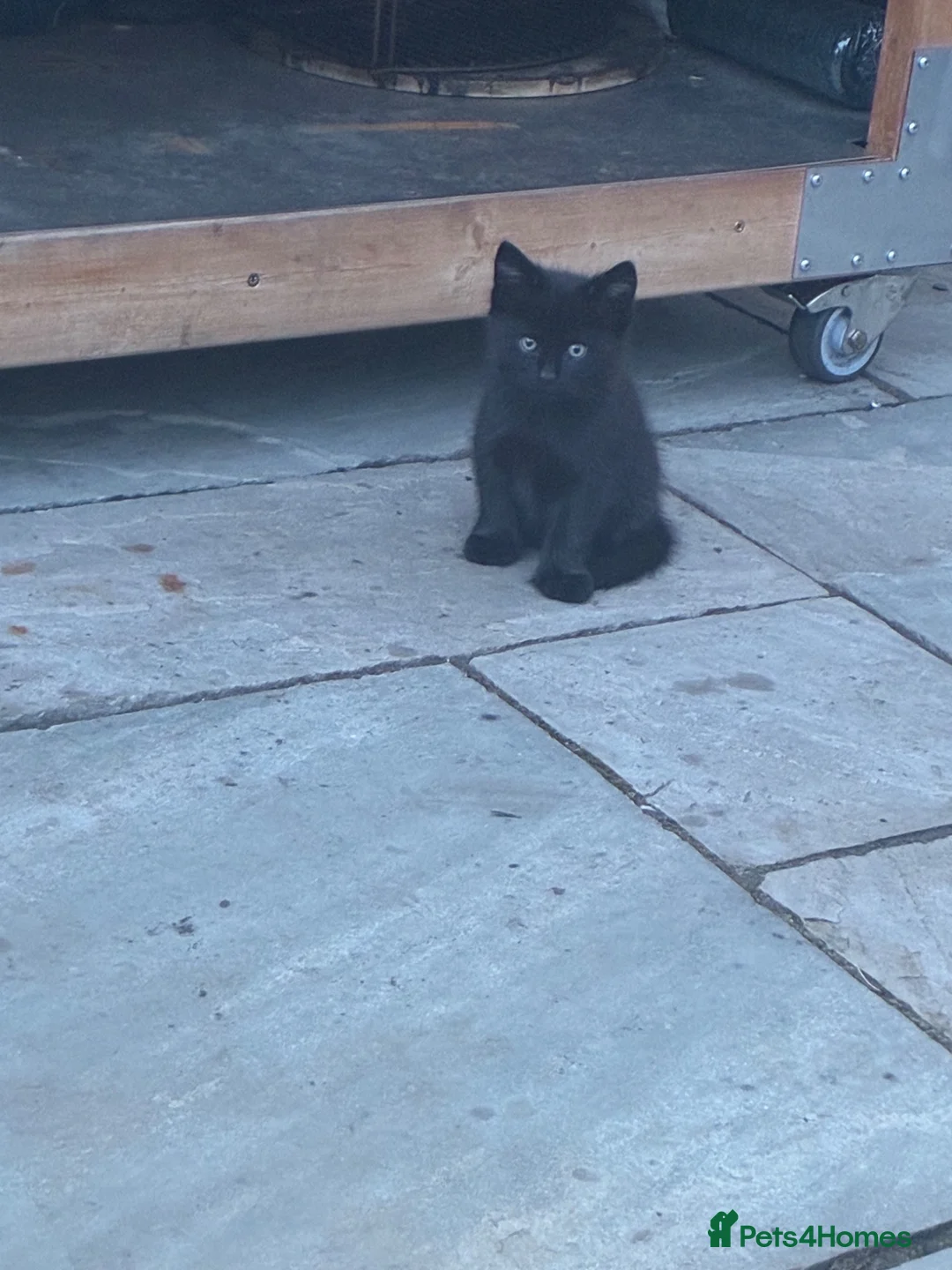 Mixed Breed cats for sale: 5 beautiful kittens for sale  - Advert 9