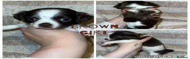 Brown girl