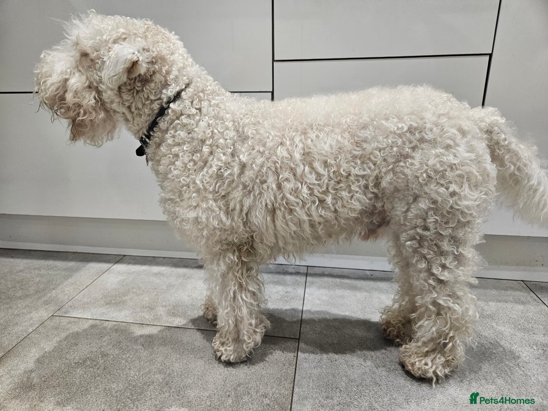 Soft Coated Wheaten Terrier dogs for sale: Wheaten Terrier - 5 years old - Advert 8