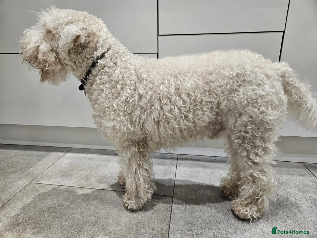 Soft Coated Wheaten Terrier dogs for sale: Wheaten Terrier - 5 years old - Advert 8