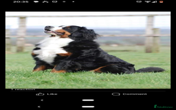 Bernese Mountain Dog dogs for sale: Bernese mountain dog puppies  - Image 3