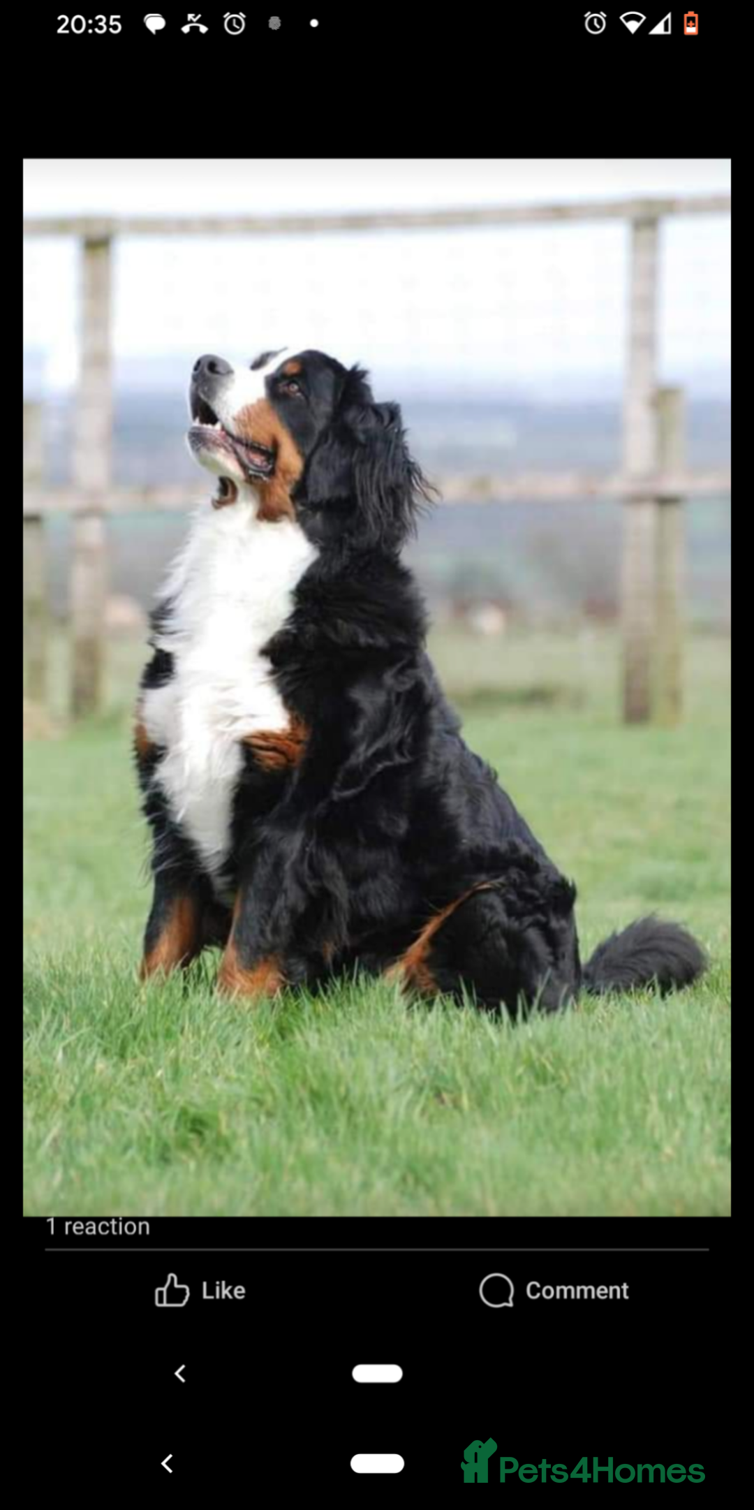 Bernese Mountain Dog dogs for sale: Bernese mountain dog puppies  - Image 3