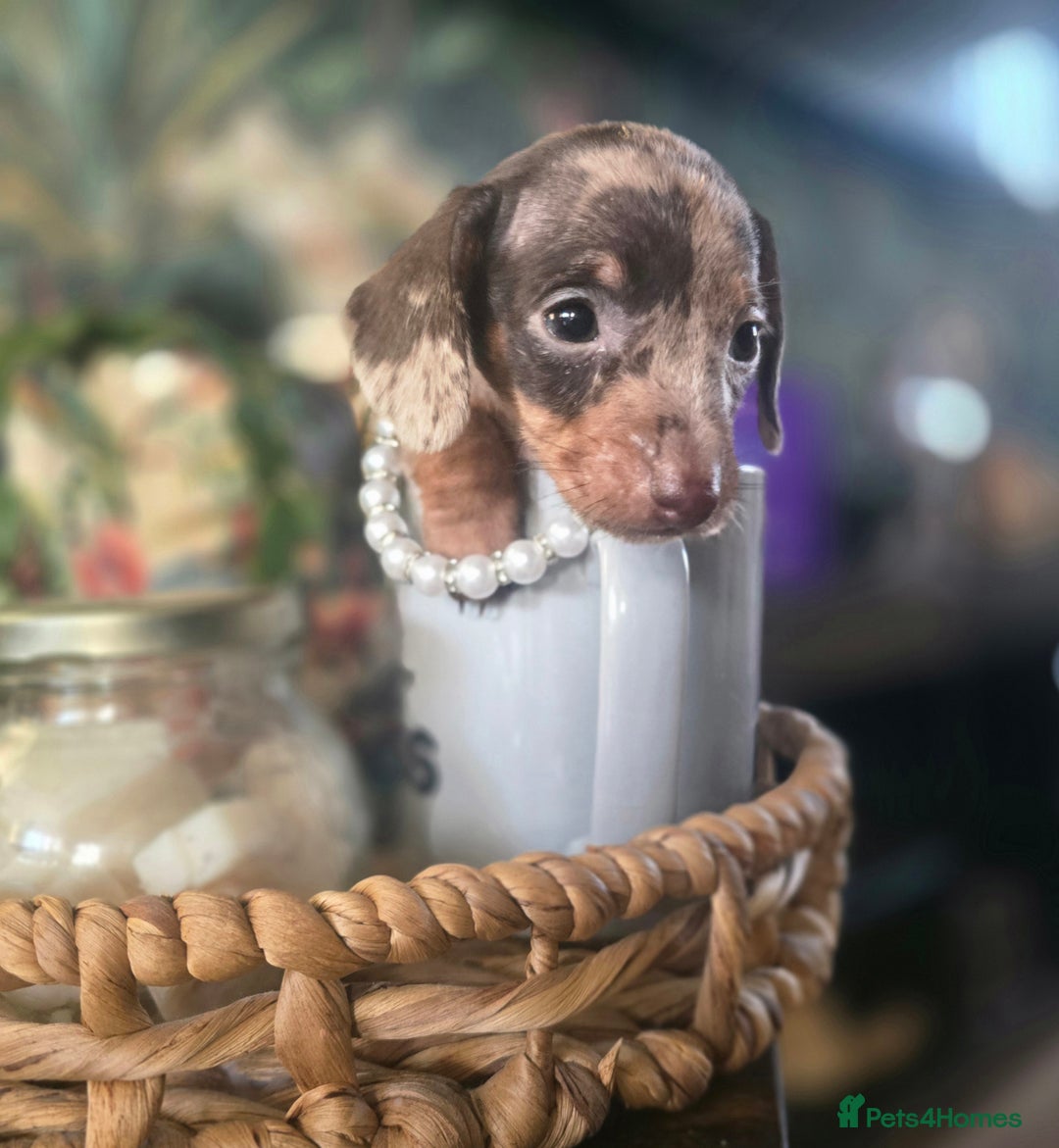 Miniature Dachshund dogs for sale: Quality extra tiny miniature daschund  - Advert 16