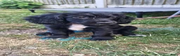 Cocker Spaniel dogs for sale: 2 gorgeous kc reg pups left in Warrington - Advert 6
