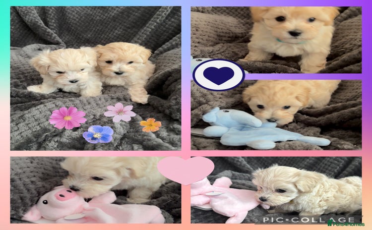 Maltipoo dogs - Advert 1