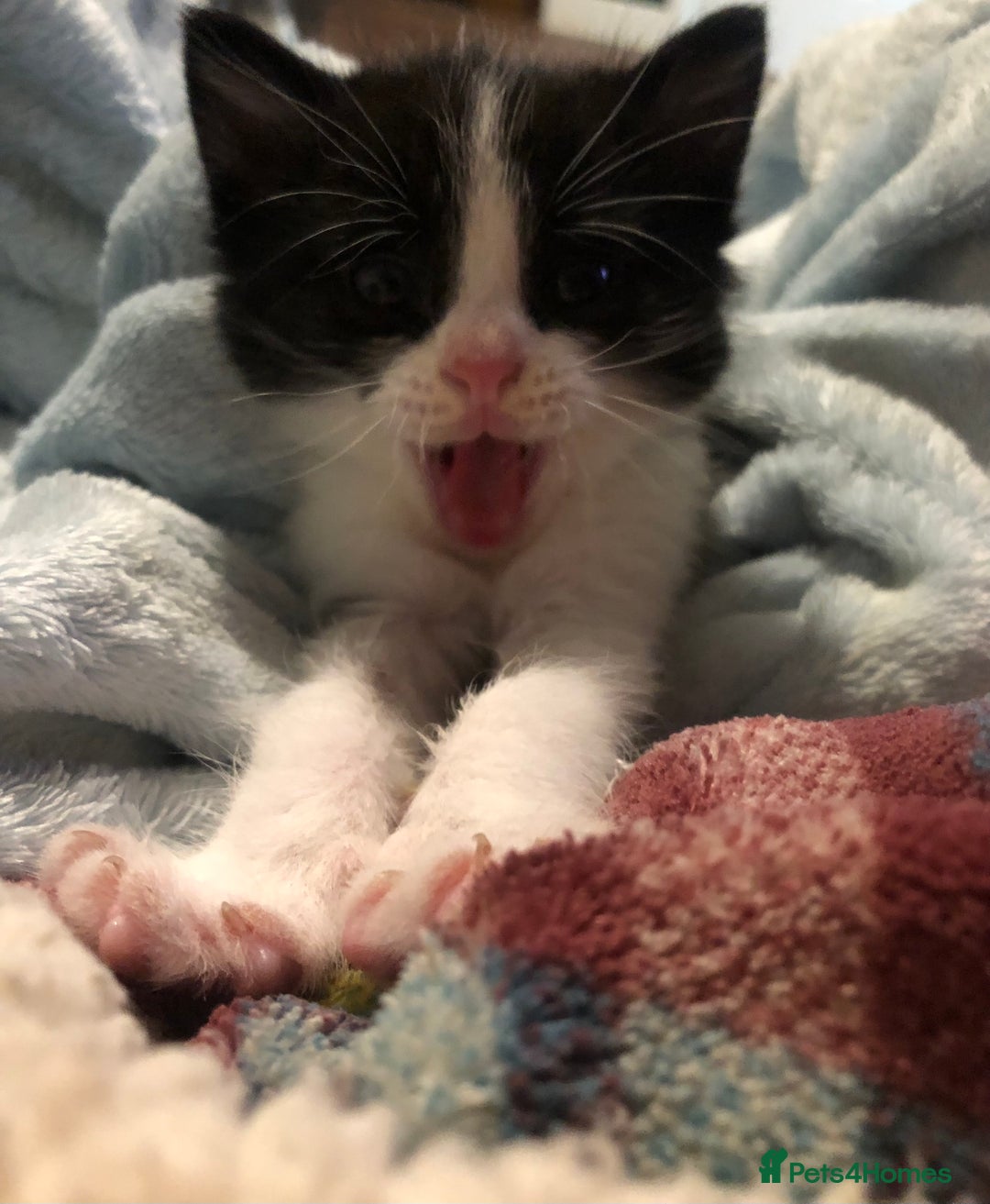 Mixed Breed cats for sale: 3 Beautiful Kittens - Advert 1