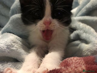 Mixed Breed cats 3 Beautiful Kittens - Advert 1