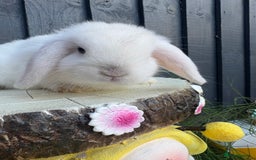 Mini Lion Lop rabbits for sale: mini lion lops ready now  - Image 7