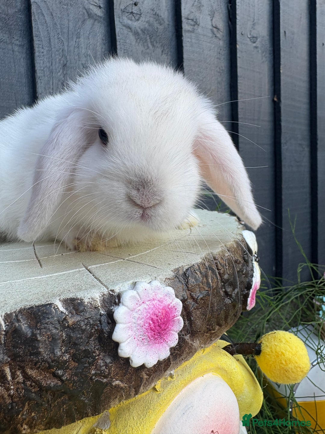 Mini Lion Lop rabbits for sale: mini lion lops ready now  - Image 7