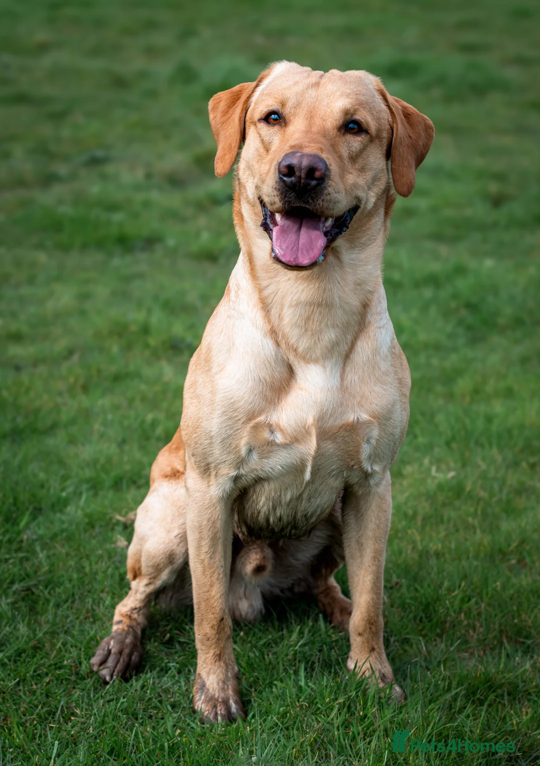 Labrador Retriever dogs for stud: Stunning yellow lab for stud - Advert 2
