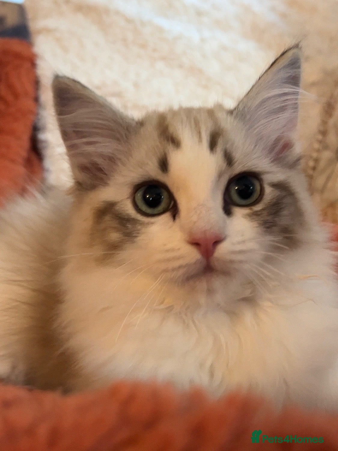 Ragdoll cats *Ready Now* Bicolour Ragdolls Mink Quality TICA  - Advert 2
